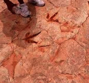 Dinosaur tracks embedded in the sandstone at Dinosaur Tracks near Tuba City, Arizona on the Navajo Nation
